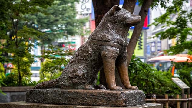 Hachiko Bir Köpeğin Hikâyesi-2